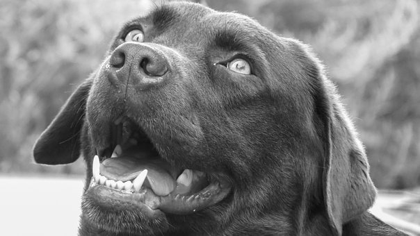 Free Dog Labrador photo and picture