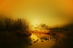 autumn, birds, the sun