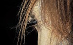 horse, look, pony