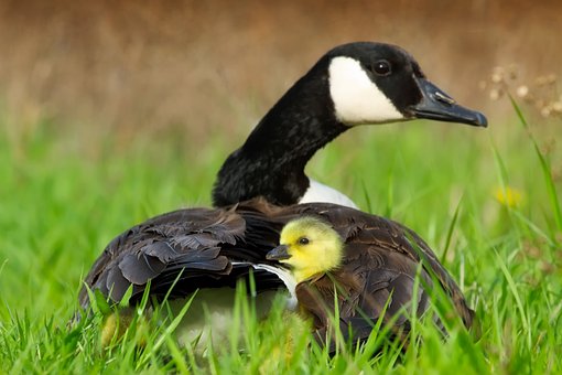 Goose Geese Ducks Cute Duckling Mother Chi