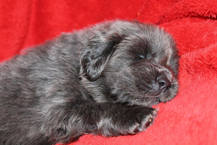 チベタン マスティフ 子犬に関する1以上の無料写真