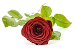 rose, nature, gift