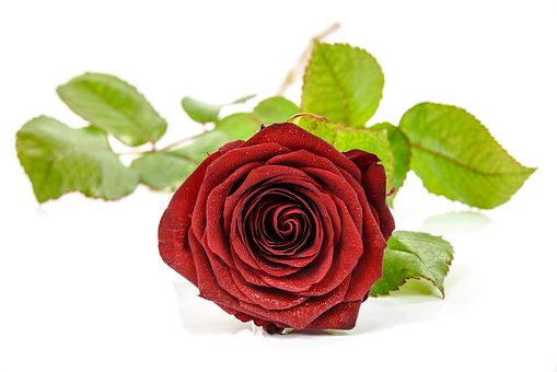 Rose, Natureza, Dom, Vermelho, Único