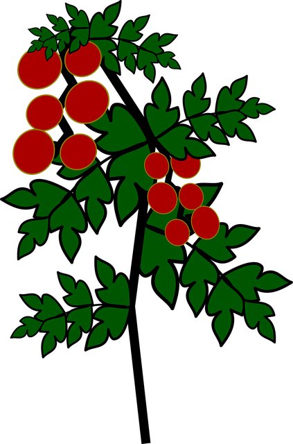 Free icon tomato tomatoes illustration