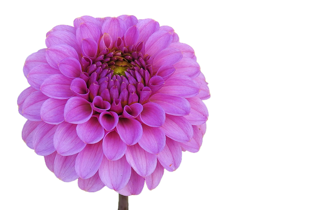 Free dahlia pink garden flower illustration