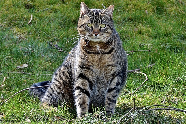 Free Cat Mackerel photo and picture