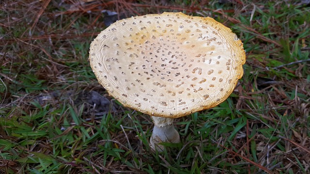 Free Mushroom Amanita Muscaria photo and picture