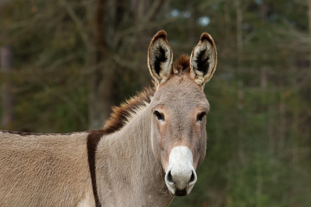 Free Mediterranean Donkey Cute photo and picture