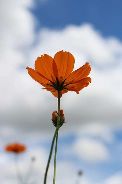 Free Kosmo Yellow Flower photo and picture