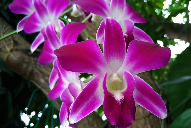 Free Flower Orchid photo and picture
