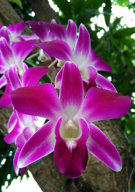 Free Orchid Blossom photo and picture