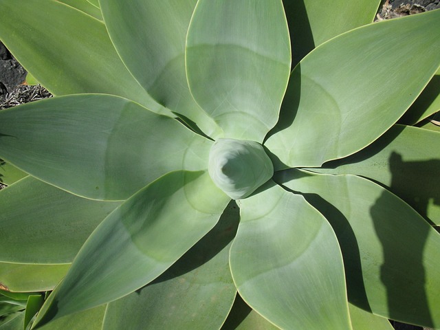 Free Agave Plants photo and picture