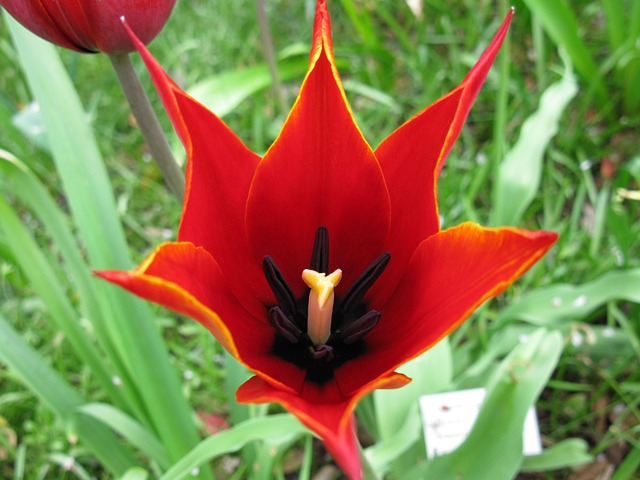 Free Red Tulip Garden photo and picture