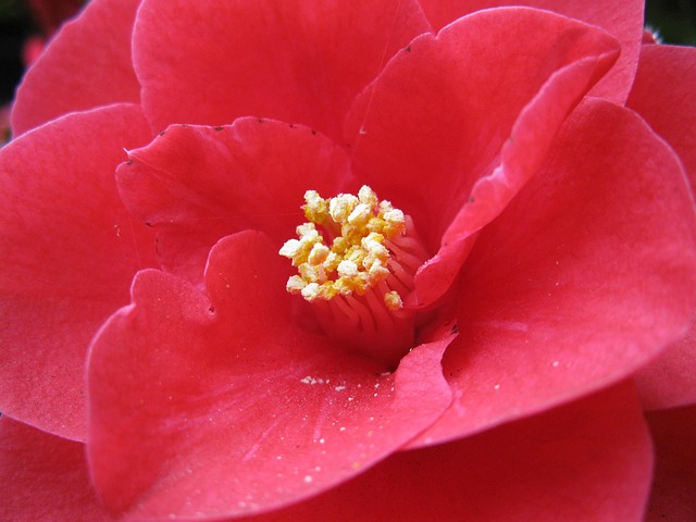 Free Red Flower Camellia photo and picture