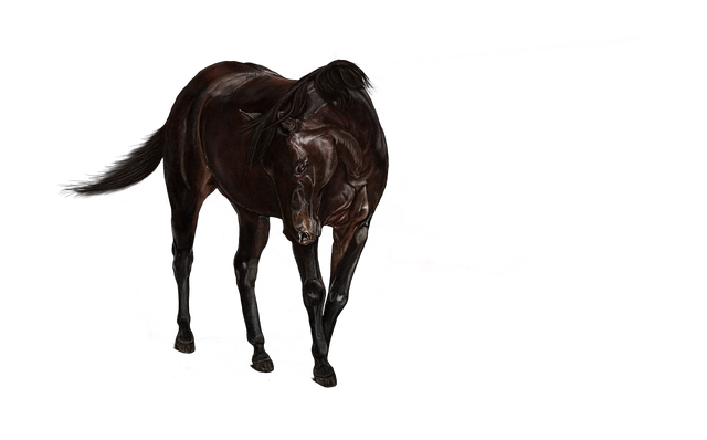 Download free HD stock image of Horse Standing Free horse standing brown illustration