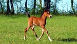 horse, pure arab blood, breeding horses