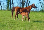 horse, pure arab blood, breeding horses