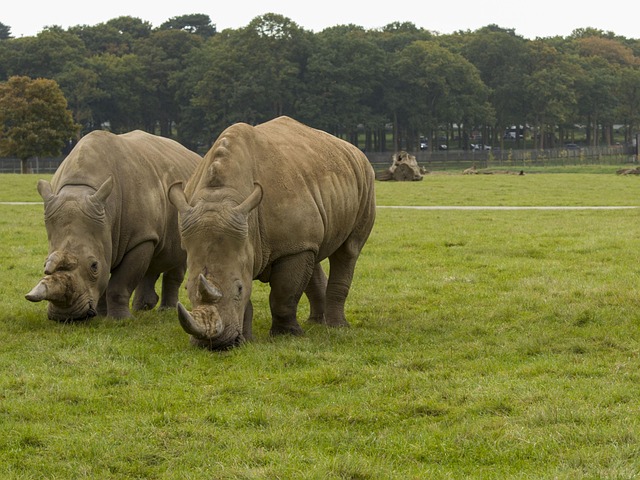 Free Rhino Wild photo and picture