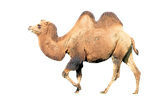 camel, mammal, animal