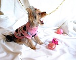 dog, yorkshire terrier, new year's eve
