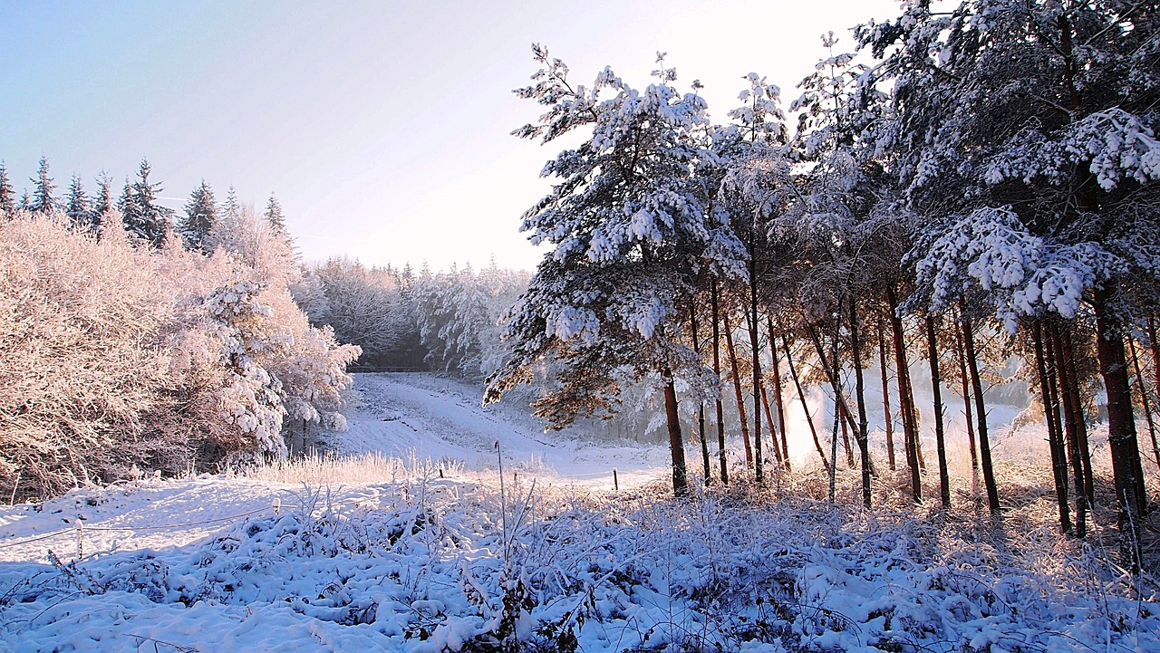 Snow Forest Winter Landscape - Free photo on Pixabay - Pixabay