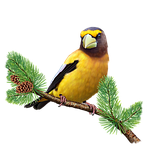 evening grosbeak, grosbeak, songbird