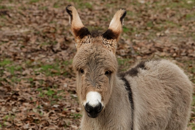 Free Mediterranean Donkey Donkey photo and picture