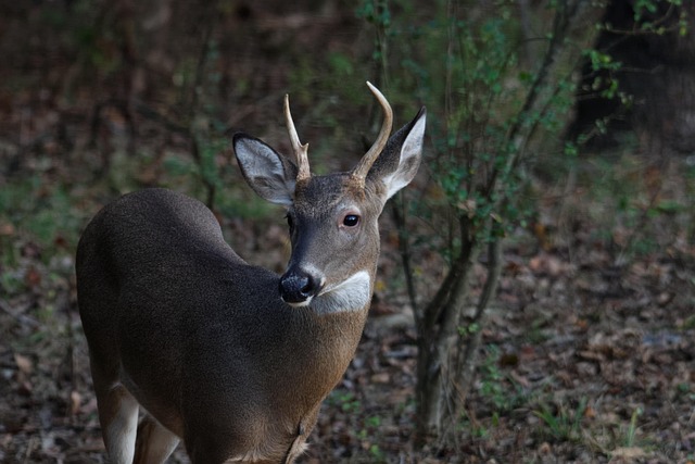 Free Deer Young photo and picture