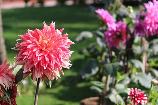Blume, Natur, Feder, Natürlich, Blüte