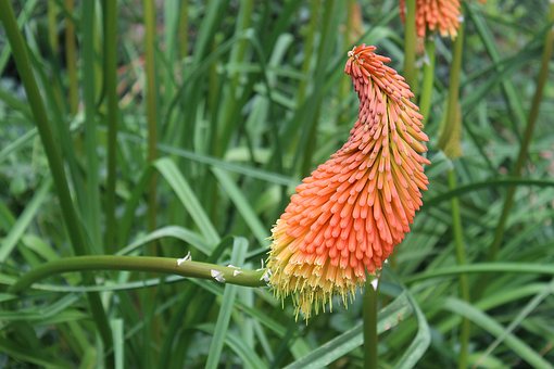 Blume, Grün, Garten, Landschaft, Sommer