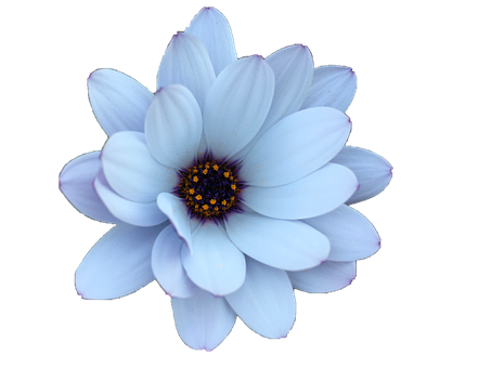 Gänseblümchen, Blume, Blumen, Pflanze