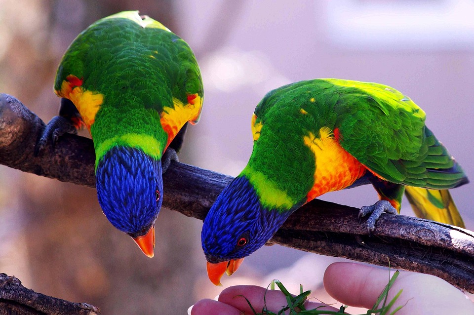 Parrots Bird Inseparable Villars Dombes Color Parrots Bird Inseparable Villars Dombes Color