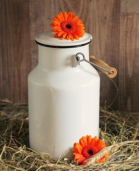 Latte Può, Gerbera, Fiori, Bianco, White