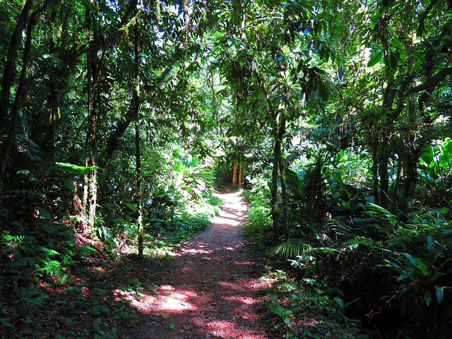 Free Bush Forest photo and picture