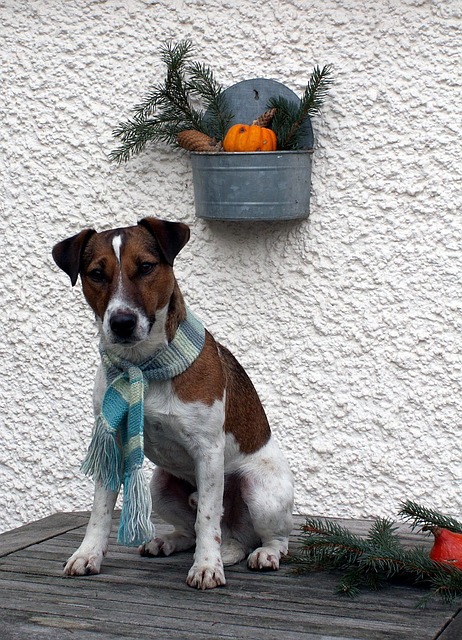 Free Dog Small Dog photo and picture