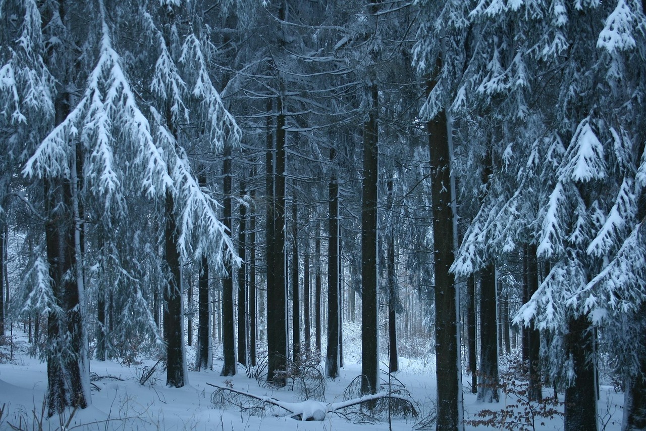 寒冷的 雪 冬天 - Pixabay上的免费照片 - Pixabay