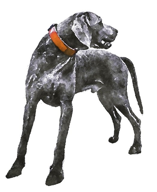 Free weimaraner dog nature illustration