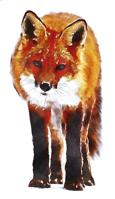 Free Fox Watercolor illustration and picture