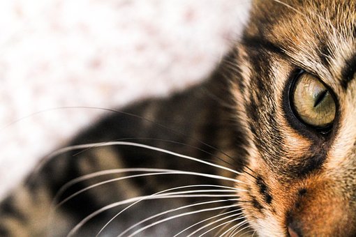 Katze, Katzenartige, Tiere, Katzenblick