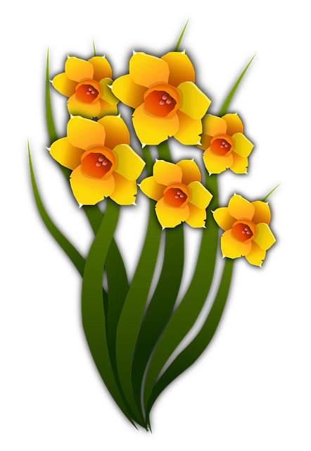 Free narcissi flowers floral illustration