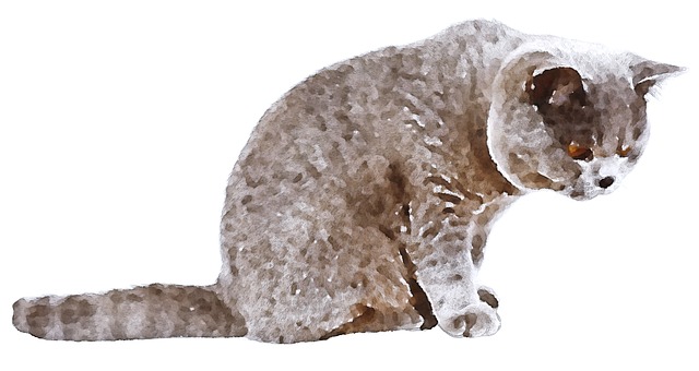 Free Cat Nature illustration and picture