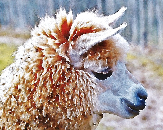 Free Alpaca Nature illustration and picture