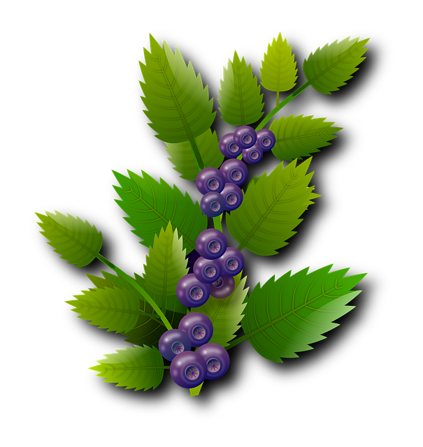 Blaubeeren, Beeren, Rote Früchte, Obst