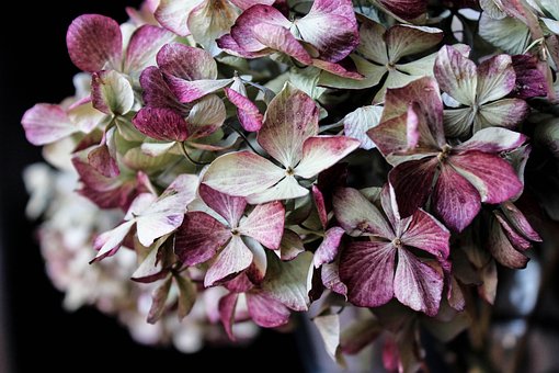 Hortensie, Blumen Hintergrund, Blume