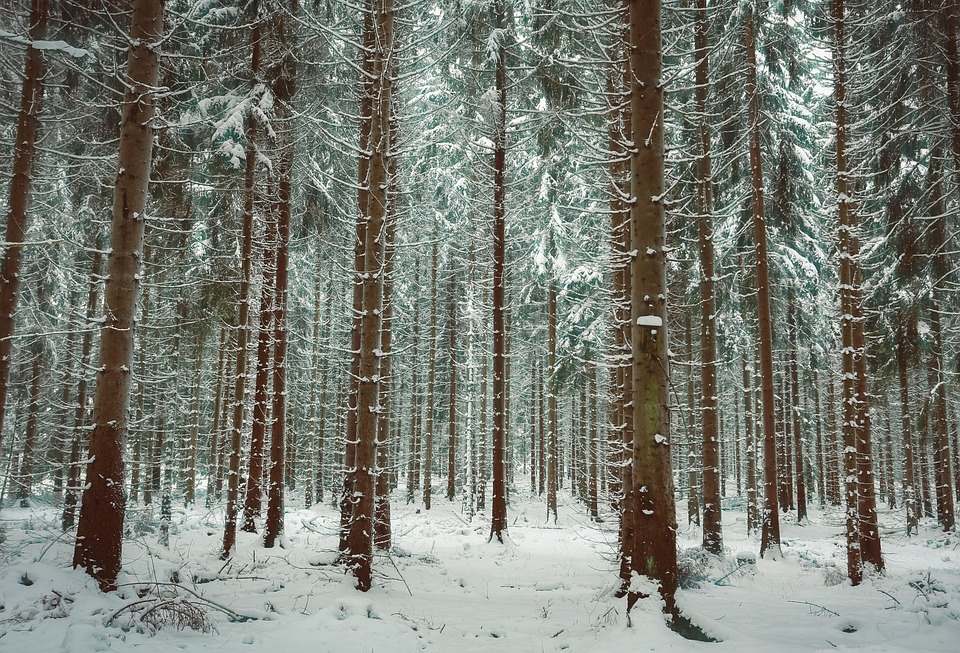 冬 雪 木 - Pixabayの無料写真 - Pixabay