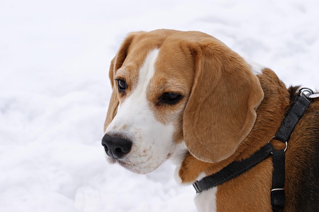 Free Dog Beagle photo and picture