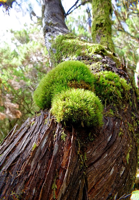 Free Tree Moss photo and picture