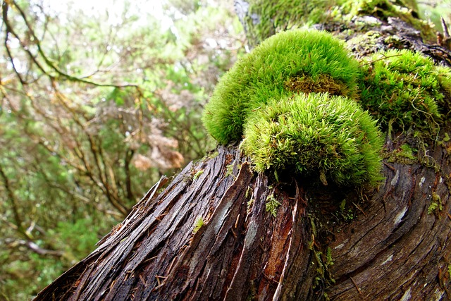 Free Tree Moss photo and picture