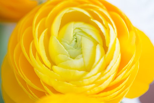 Blume, Gelb, Natur, Pflanze, Dekor