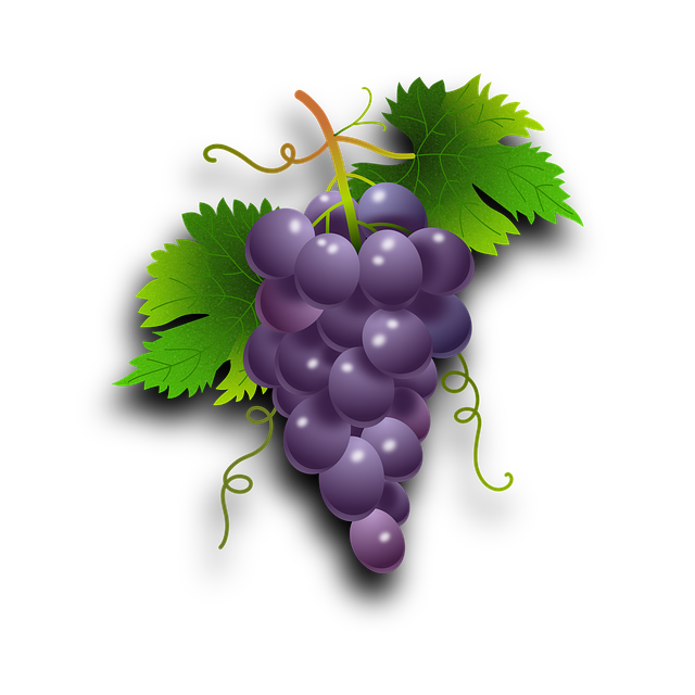 Free grapes vine came illustration